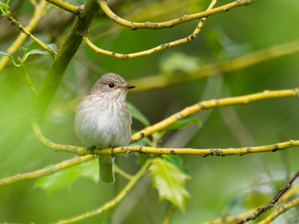 Photo of Spotted Flycatcher